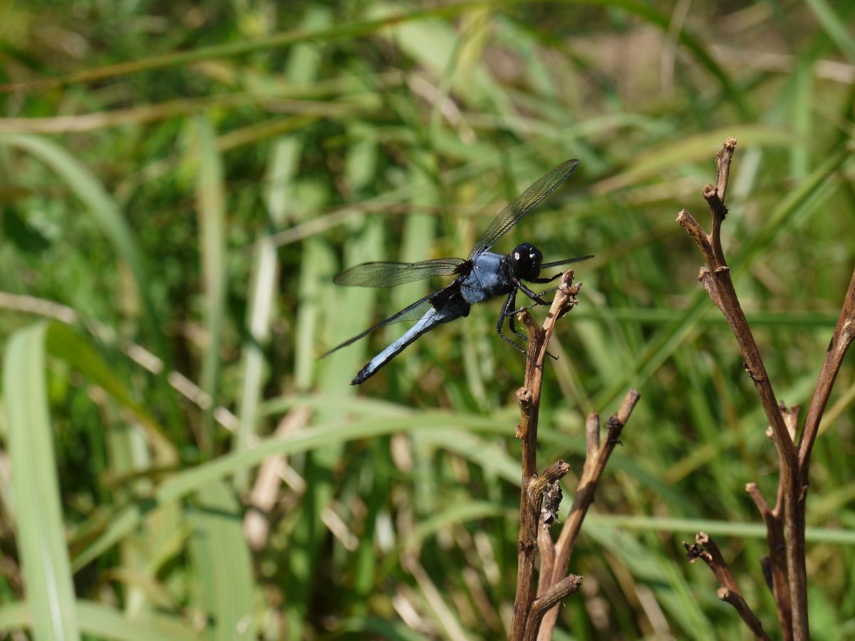 🏞️ 시만토시 잠자리 자연공원 (시만토시 톤보 시젠코엔)